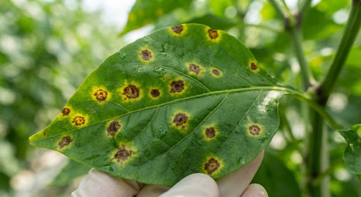 Hasil scan daun oleh AI